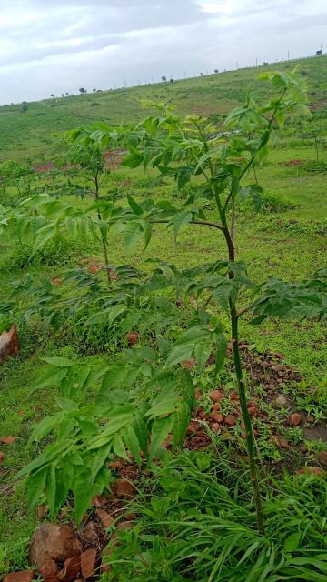 Farmland for sale in Naturewoods, Miyapur