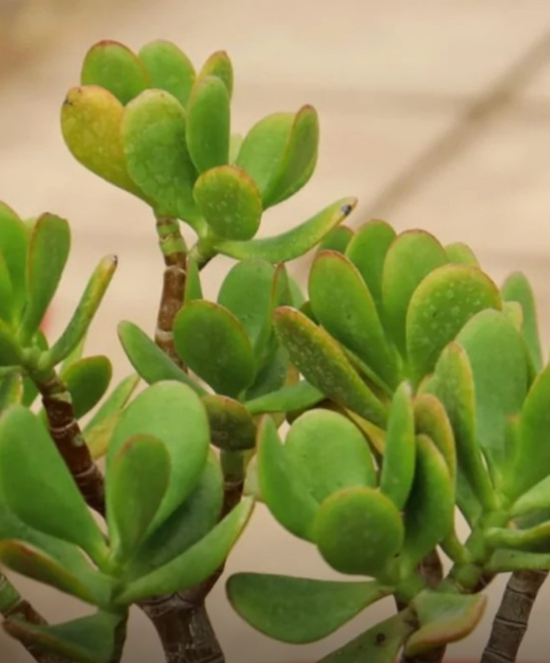 3 BHK Ready to move Residential property for sale in Lucknow